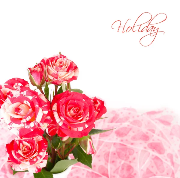 Roses of an unusual color on a white background. — Stock Photo, Image