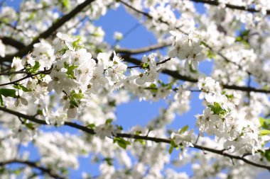 Mavi gökyüzüne karşı çiçek açması kiraz.