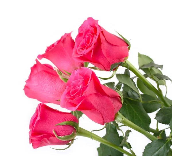 Rosas rosadas sobre un fondo blanco. — Foto de Stock