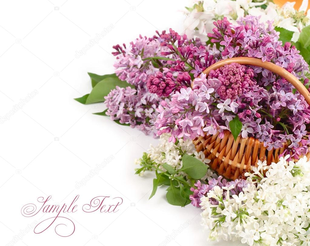 Lilac in a basket on a white background.