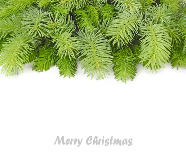 Pluizig takken van een kerstboom op een witte achtergrond. Een achtergrond van Kerstmis met een plek voor de tekst. — Stockfoto