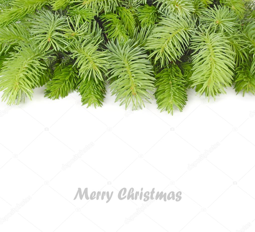 Fluffy branches of a Christmas tree on a white background. A Christmas background with a place for the text.