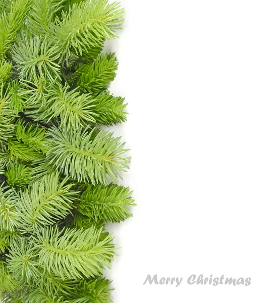 Flauschige Zweige eines Weihnachtsbaums auf weißem Hintergrund. einen weihnachtlichen Hintergrund mit einem Platz für den Text. Ansicht von oben. — Stockfoto