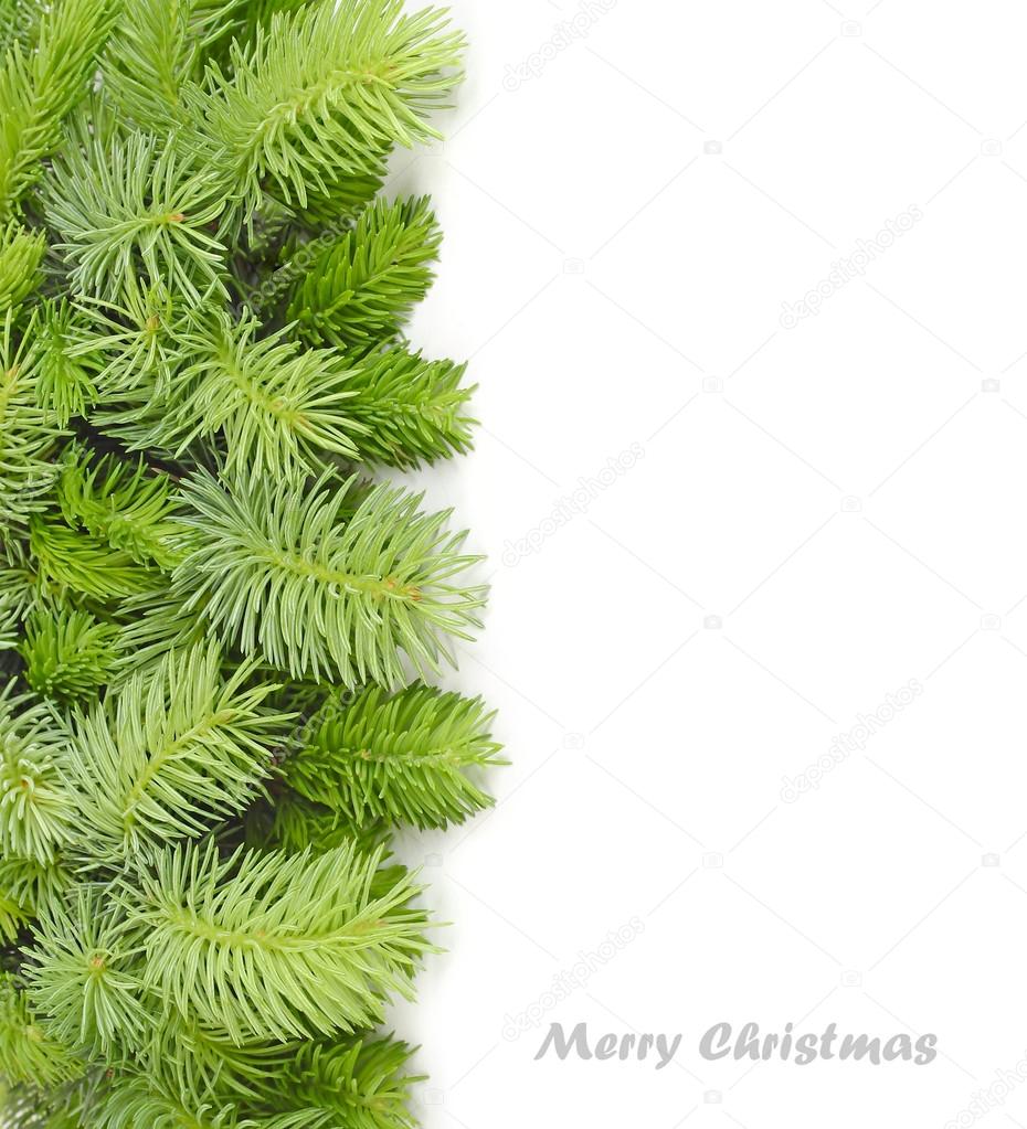 Fluffy branches of a Christmas tree on a white background. A Christmas background with a place for the text. Top view.
