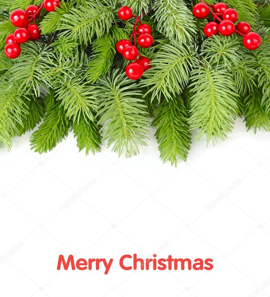 Fluffy branches of a Christmas tree and red berries on a white background. A Christmas background with a place for the text. Top view.