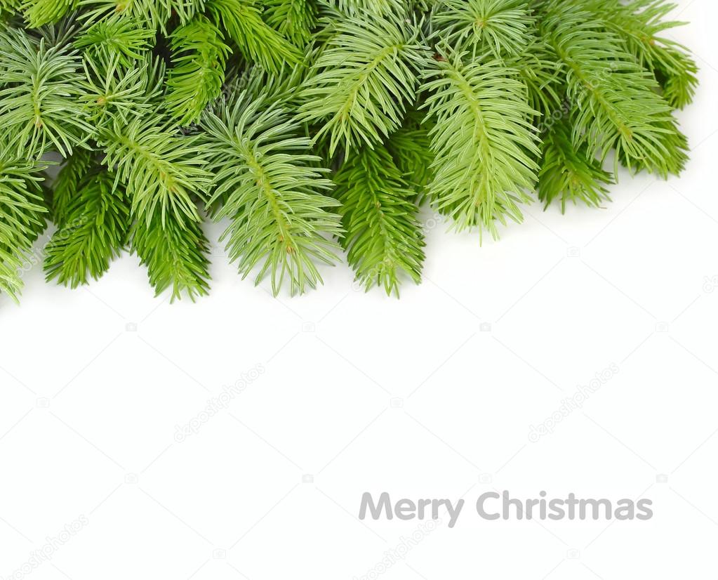 Fluffy branches of a Christmas tree on a white background. A Christmas background with a place for the text. Top view.