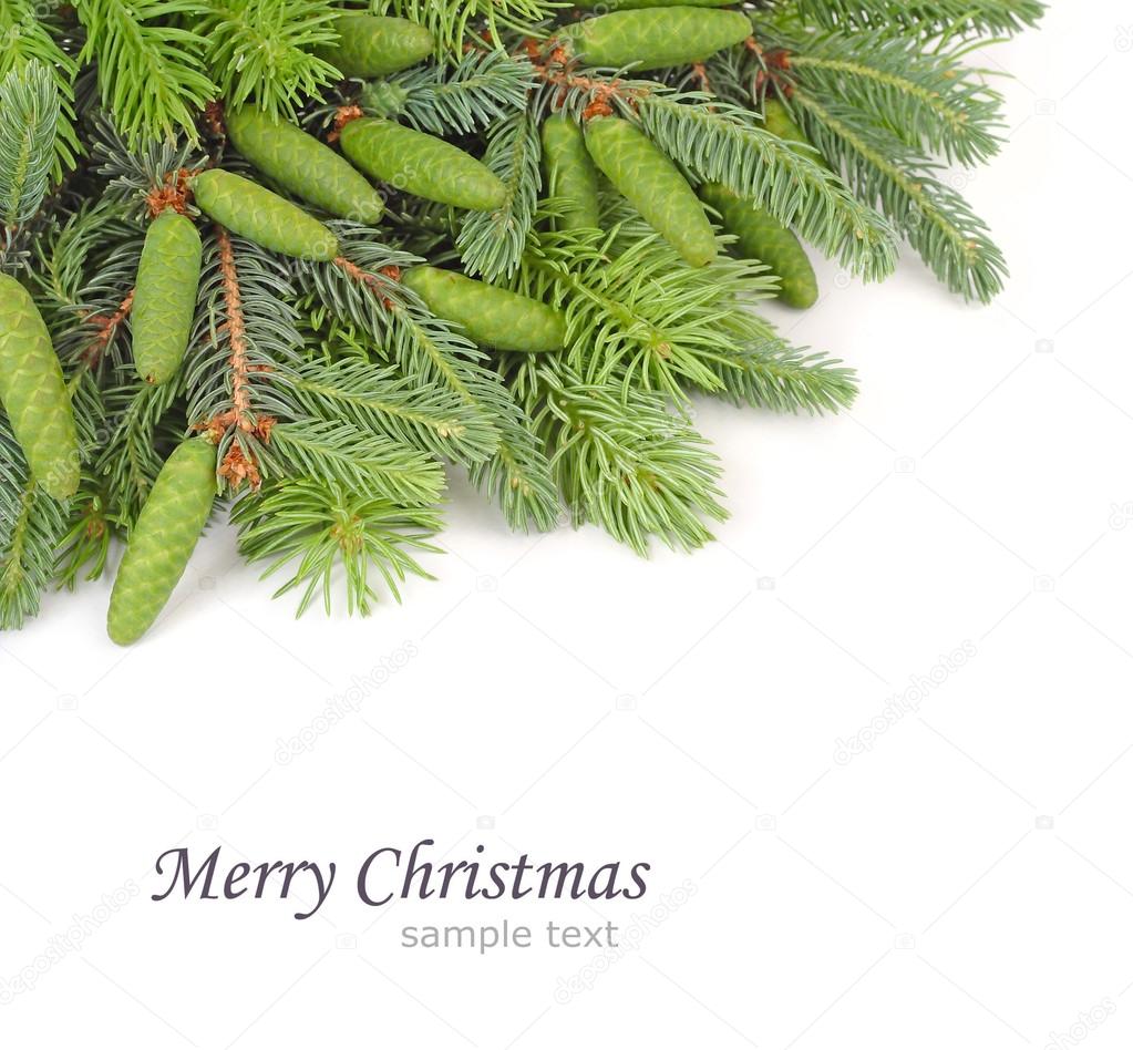 Branches of a Christmas tree and green cones on a white background. A Christmas background with a place for the text.