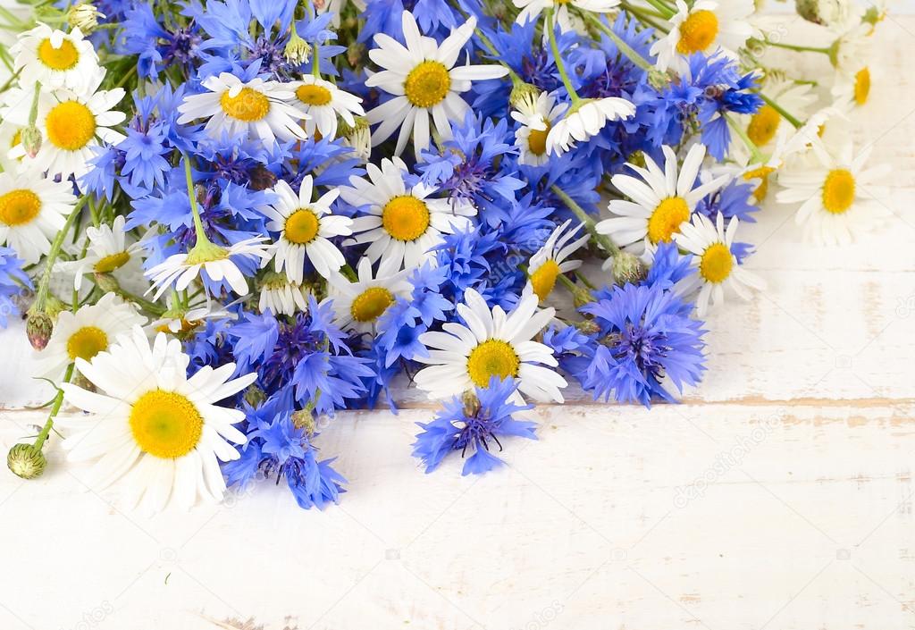 Fresh cornflowers and camomiles on a white shabby wooden background. A flower background with a place for the text.