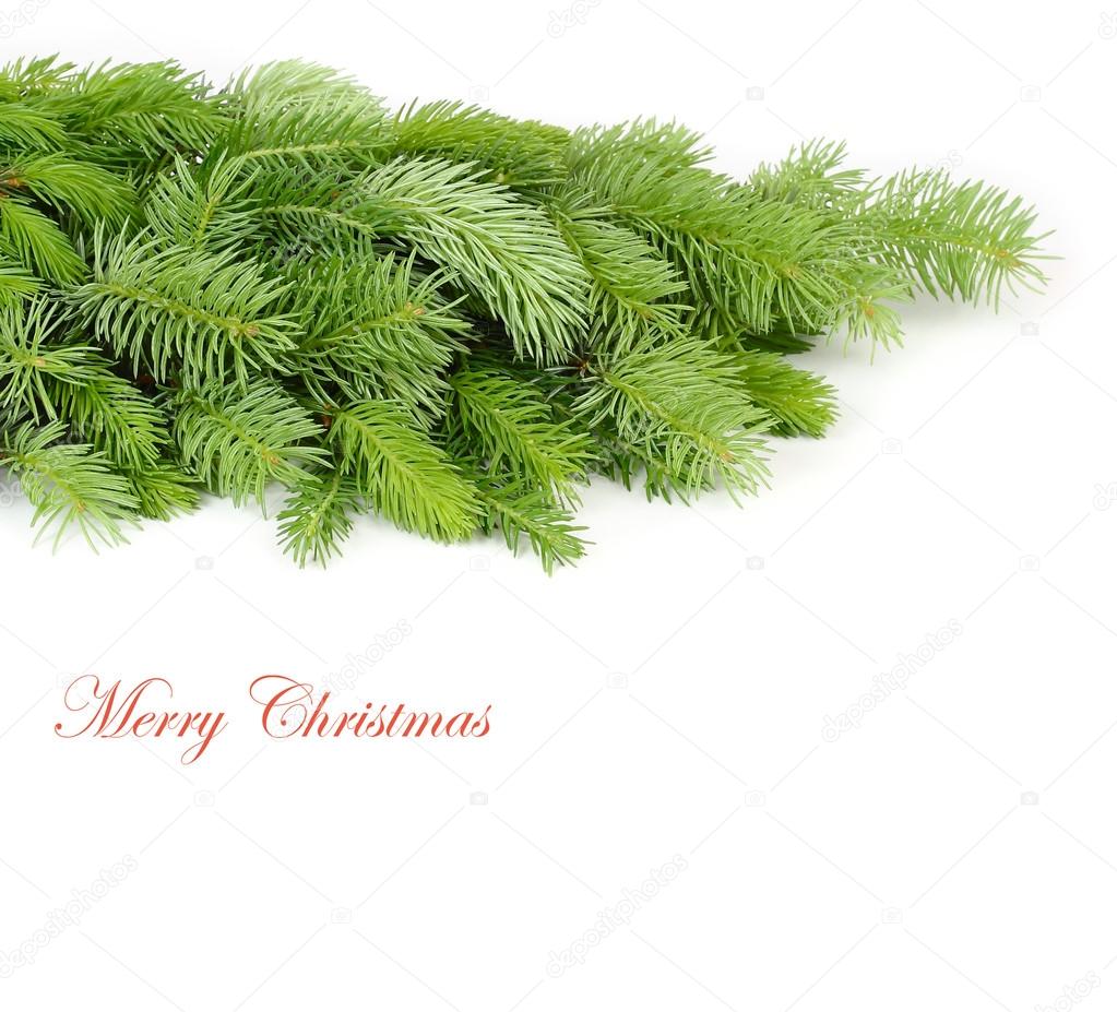 Fluffy branches of a Christmas tree on a white background. A Christmas background with a place for the text.