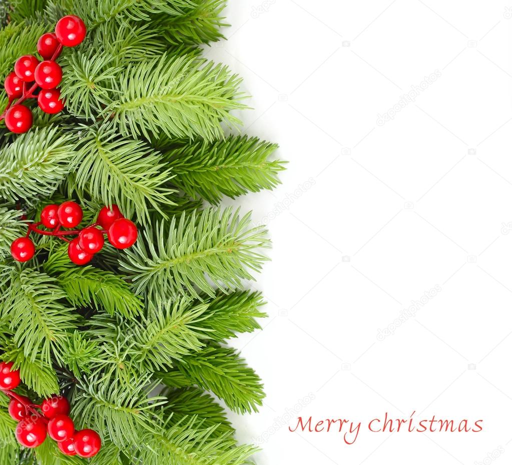 Fluffy branches of a Christmas tree and red berries on a white background. A Christmas background with a place for the text.