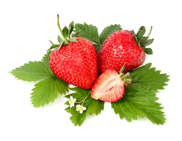 Reife duftende Erdbeere mit Blüten und Blättern auf weißem Hintergrund mit einem Platz für den Text. — Stockfoto