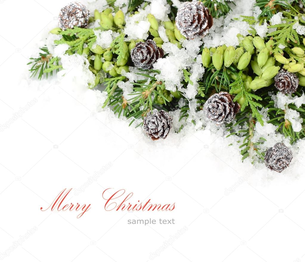 Branches of a Christmas tree and other coniferous trees with green cones and cones on a white background. A Christmas background with a place for the text.