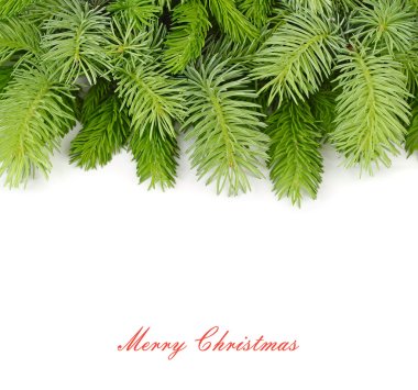 Fluffy branches of a Christmas tree on a white background. A Christmas background with a place for the text.