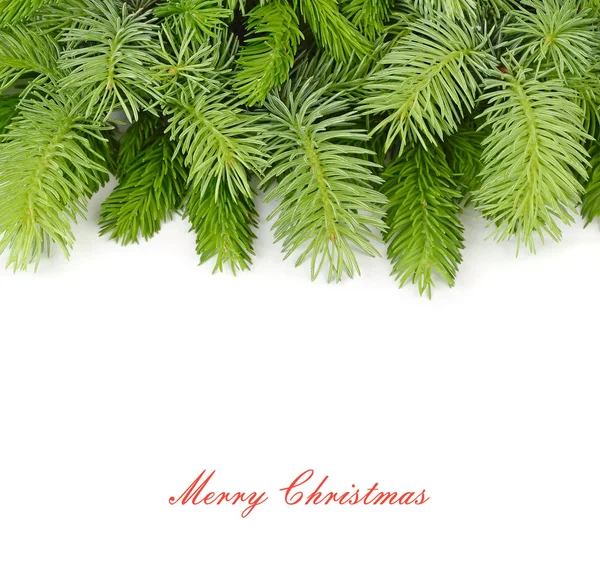 Fluffy branches of a Christmas tree on a white background. A Christmas background with a place for the text. — Stock Photo, Image