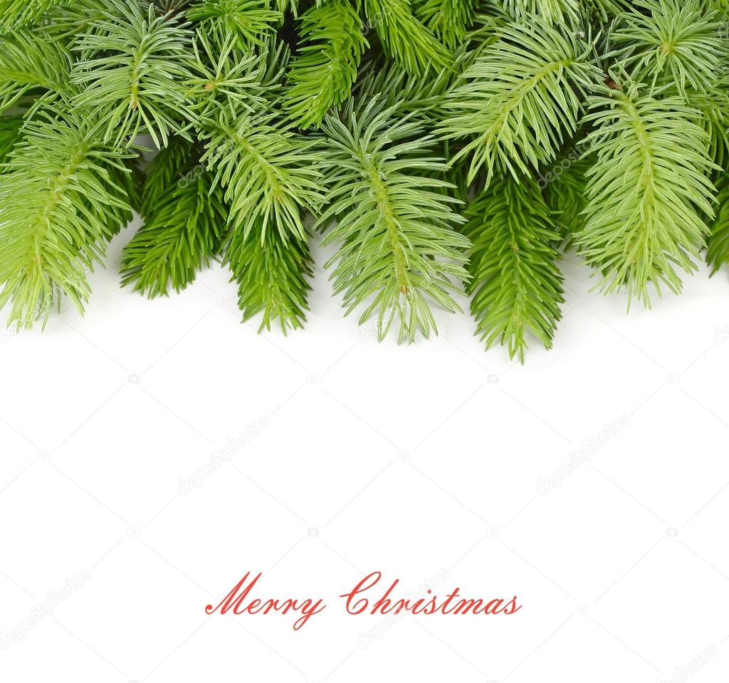Fluffy branches of a Christmas tree on a white background. A Christmas background with a place for the text.