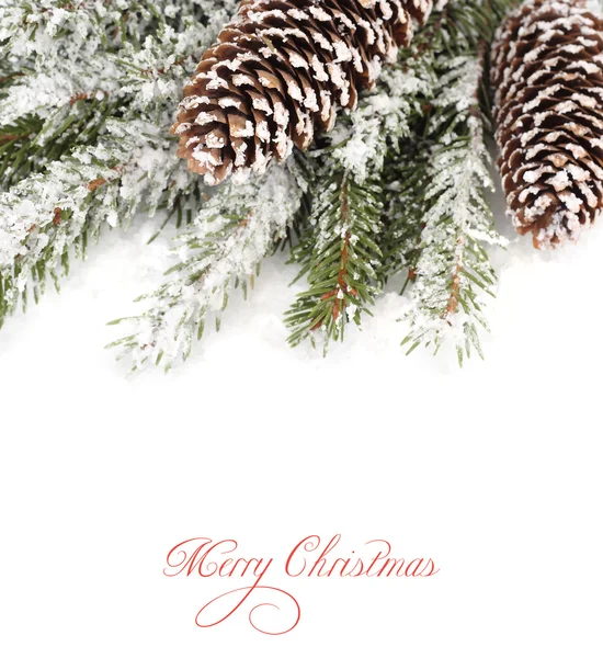 Cones on snow-covered branches of a Christmas tree. A Christmas background with a place for the text. — Stock fotografie