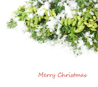 Branches of different coniferous plants on snow on a white background. A Christmas background with a place for the text.