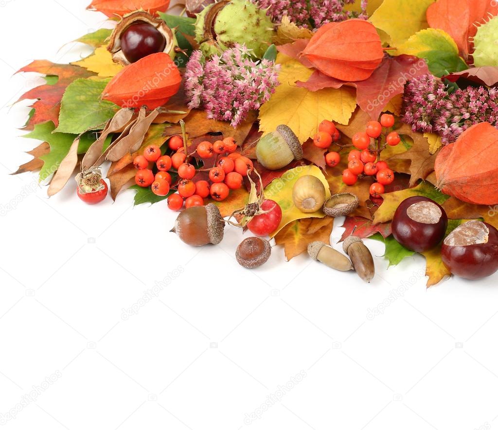 Autumn background with leaves, chestnuts, a mountain ash, acorns and other autumn natural materials with a place for the text. Autumn composition on a white background.
