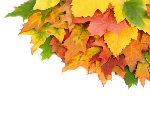 Outono brilhante deixa em um fundo branco com um lugar para o texto. Um fundo de outono com folhas . — Fotografia de Stock