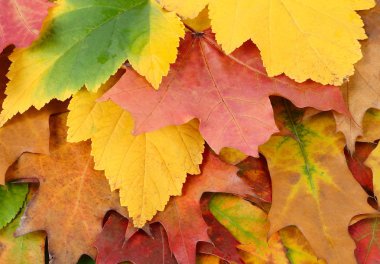 Parlak yakın yaprak.