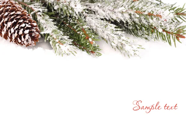 Snow-covered branches of a Christmas tree and the cone on snow on a white background. A Christmas background with a place for the text. — Stock Photo, Image