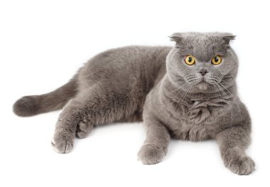 Beyaz bir arka planda gri yalancı İngiliz kısa saçlı kedi portresi.