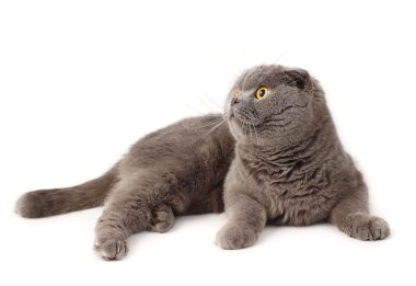 Beyaz bir arka planda gri yalancı İngiliz kısa saçlı kedi portresi.