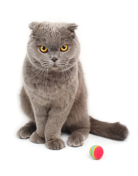 Beyaz bir arka plan üzerinde gri bir kızgın kedi portresi.
