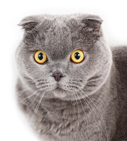 Portrait of the British short-haired cat on a white background. — Stock Photo, Image