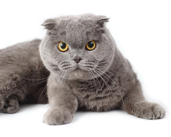 Retrato de um gato com raiva cinza em um fundo branco . — Fotografia de Stock