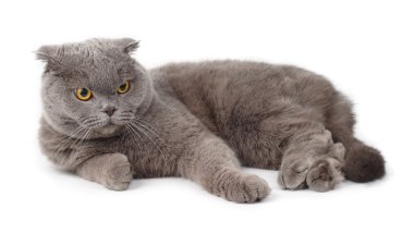 Beyaz bir arka planda gri yalancı İngiliz kısa saçlı kedi portresi.