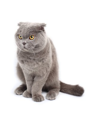 Beyaz bir arka plan üzerinde gri bir kızgın kedi portresi.