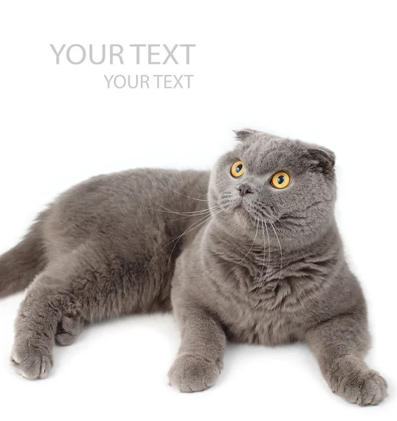 Portrait of the gray lying British short-haired cat on a white background. — Stock Photo, Image