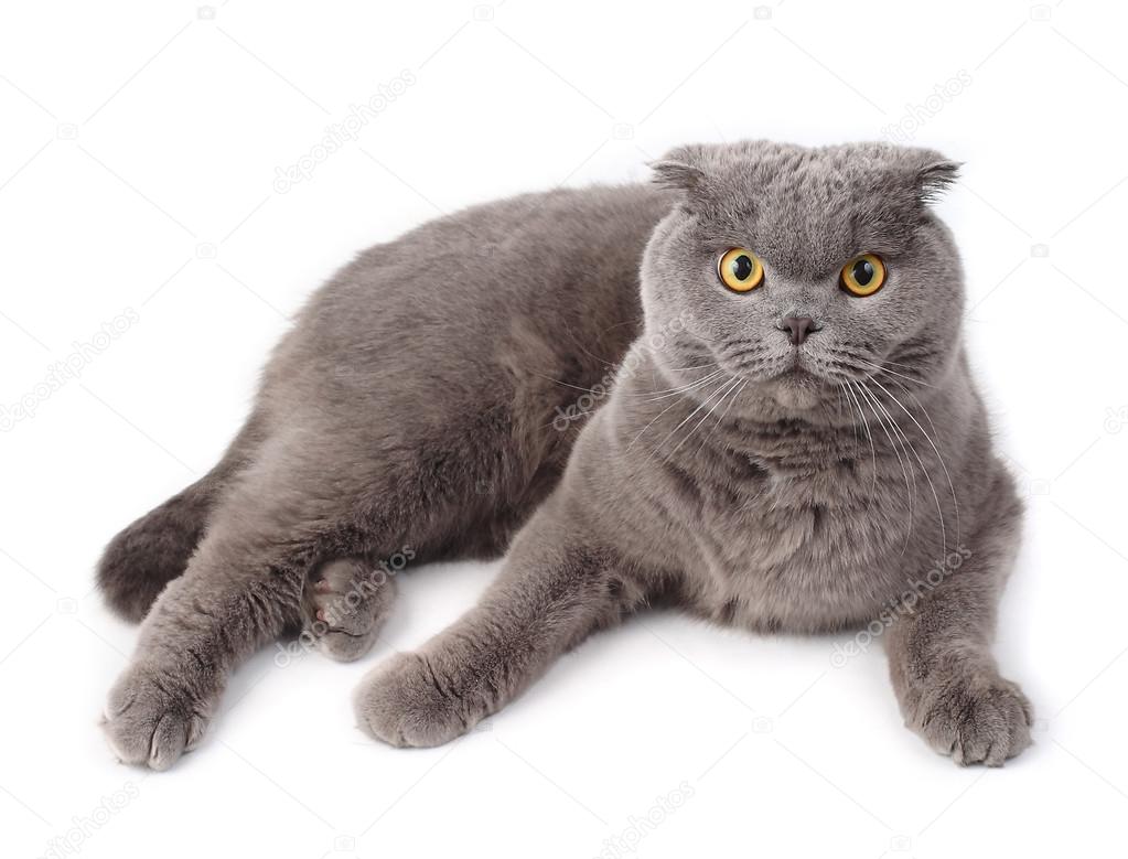 Portrait Of The Gray Lying British Short Haired Cat On A White Background Stock Photo By C Tata Y