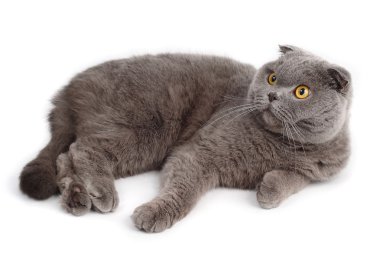 Beyaz bir arka planda gri yalancı İngiliz kısa saçlı kedi portresi.