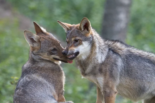 Wolfswelpe zeigt seinem Bruder Dominanz Stockfoto