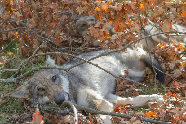 Kurt yavru rahatlatıcı bir sıcak sonbahar günü