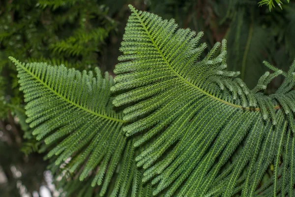 Blatt des Baumes — Stockfoto