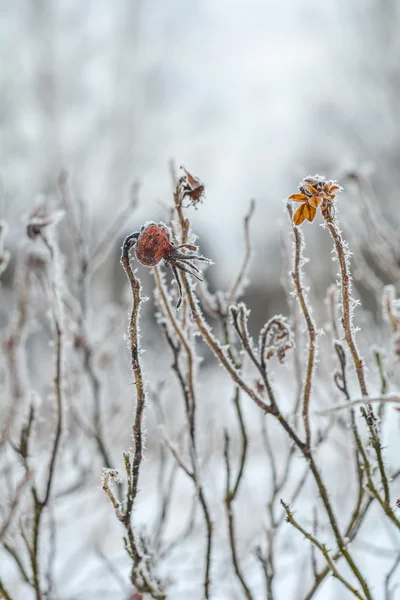 Ледяная роза — стоковое фото