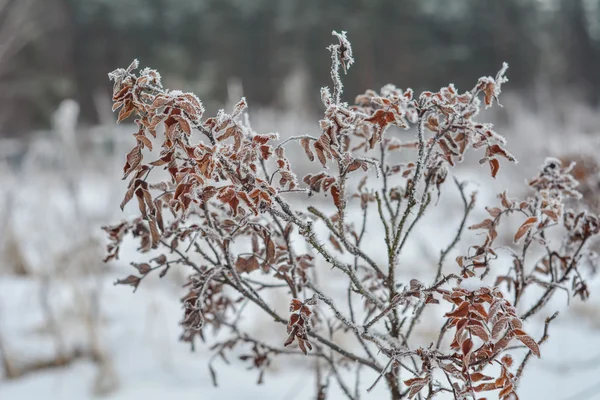 Frostige Hundsrose — Stockfoto