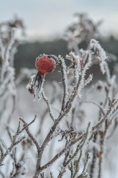 Frostige Hundsrose — Stockfoto