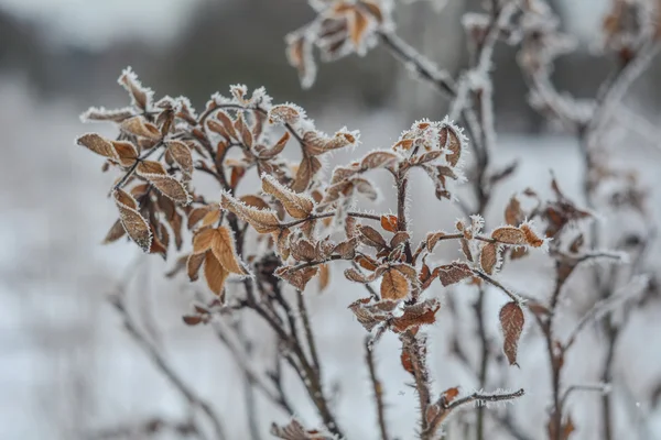 Frostige Hundsrose — Stockfoto