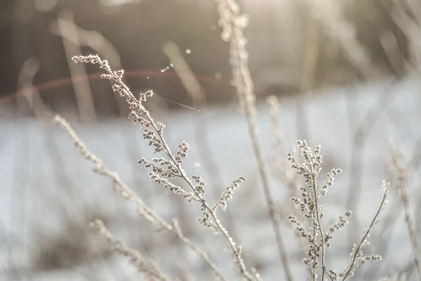 Hoarfrost sull'erba — Foto Stock