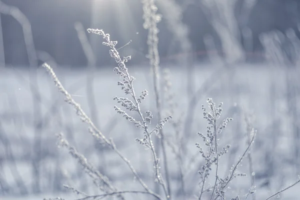 Raureif auf dem Gras — Stockfoto