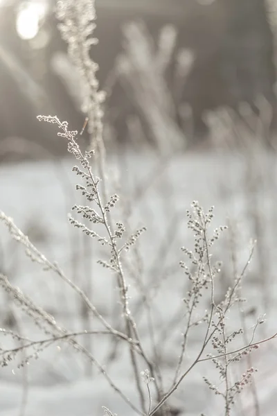 Raureif auf dem Gras — Stockfoto