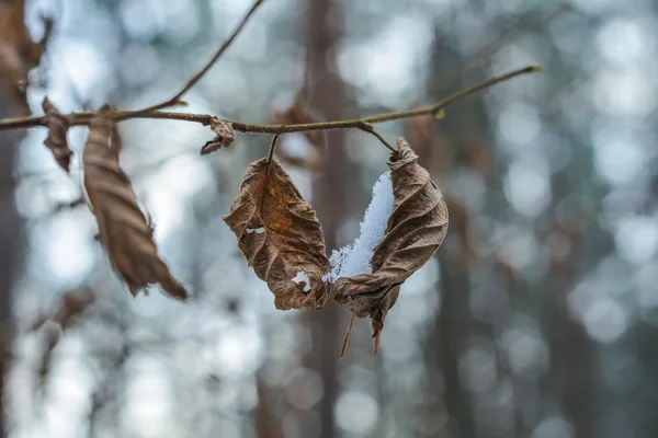 Blatt — Stockfoto