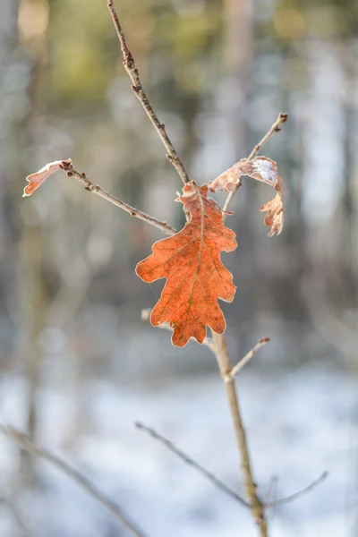 Blatt — Stockfoto