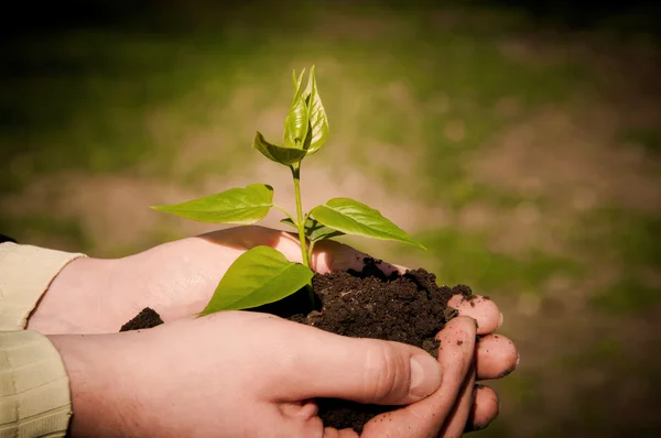 Mãos segurando broto verde com solo — Fotografia de Stock