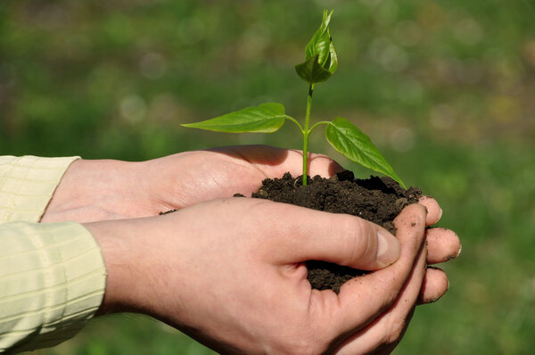 Hands holding green sapling with soil