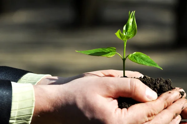 Mãos segurando broto verde com solo — Fotografia de Stock